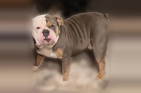 Lost dog, Marble Canyon Drive, 1324, DeSoto - male English bulldog, tri-color - photo