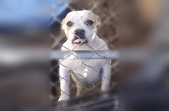 Lost dog, Abilene Street, Dallas — female, mainly white with light brown around the eyes - photo