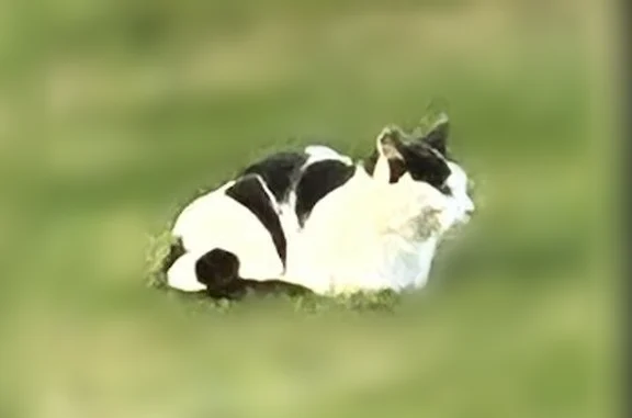 Chat blanc et noir très craintif, vient manger dans les gamelles des chats que je nourris dans mon jardin.