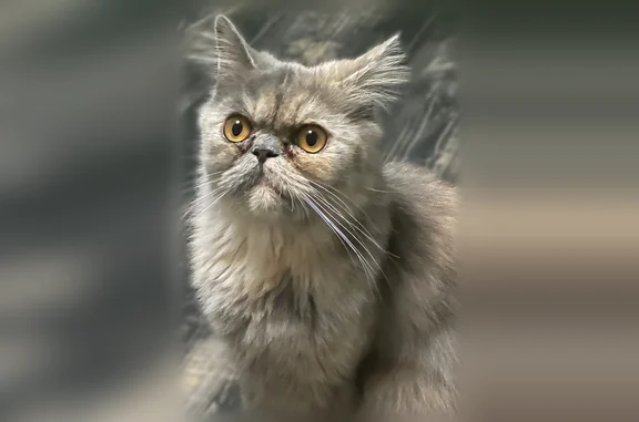 Chat perdu femelle, Rosny-sur-Seine, Paris - photo