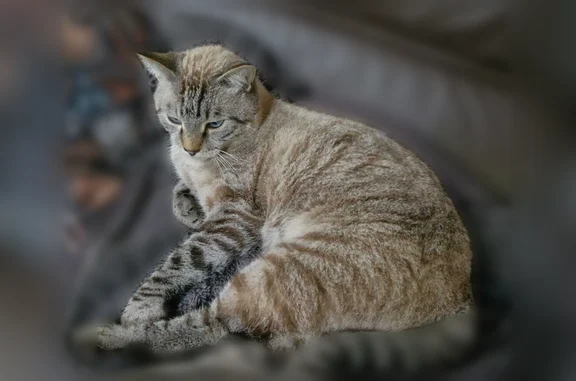Chat perdu, Rue de Pessac, 92, Bordeaux - mâle, beige rayé, yeux bleus - photo