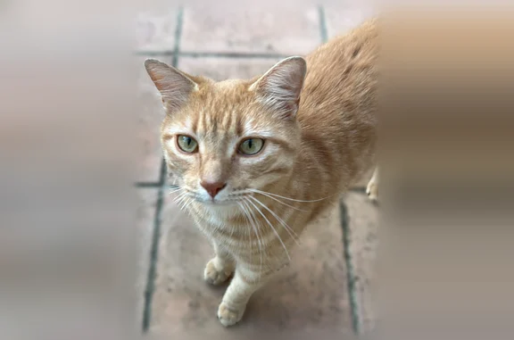 Chat perdu mâle, Rue Edmond Fouinat, Créteil, Paris - tigré - photo