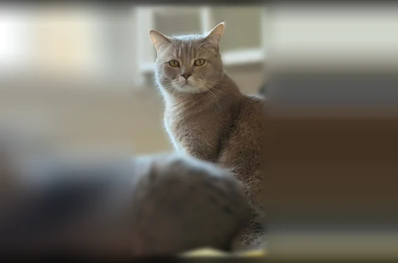 Chat perdu, Vidauban, photo: Chat perdu mâle, Les Prairies, 30, Vidauban - gris avec du blanc autour des yeux et de la bouche