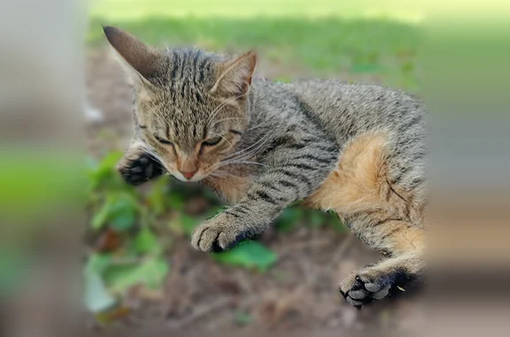 Chat perdu femelle, Rue de Bel air, Cloyes-les-Trois-Rivières, Paris — très sociable - photo