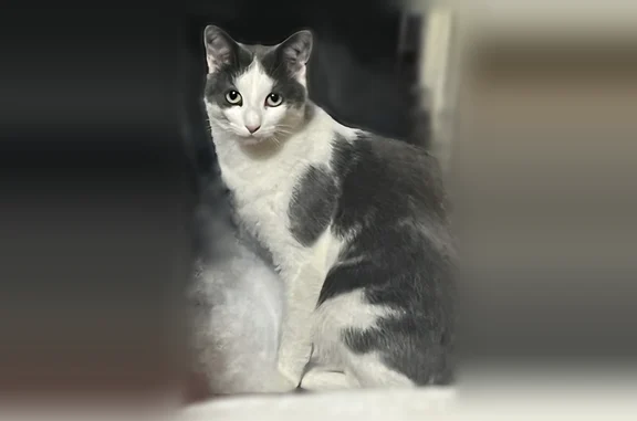 Chat perdu, mâle, Rue du Château Rouge, 1, Massiac - photo