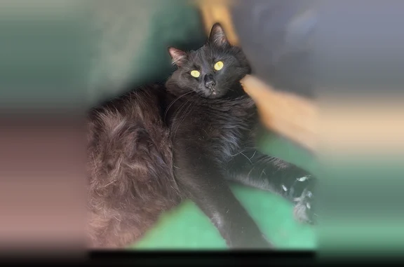 Chat perdu mâle, Place du Falcou, 1, Colomiers - photo