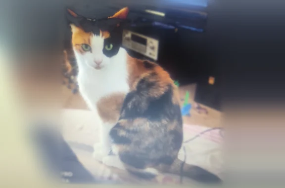 Chat perdu, Rue Gagne-Petit, Podensac — femelle isabelle craintive - photo
