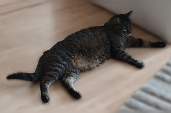 Chat perdu, Rue de la Chapelle, Saint-Avold — mâle tigré et peureux - photo