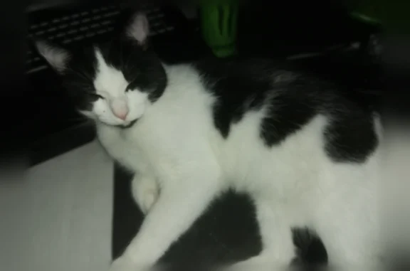 Chat perdu mâle, Rue Général Dubail, 21, Lorient, Paris - non castré - photo