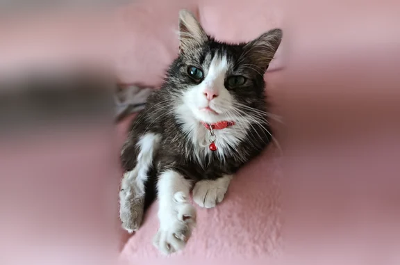 Chat trouvé Décines-Charpieu, photo: Chat trouvé mâle, Chemin aux 100 Écus, 14, Décines-Charpieu - yeux bleus, collier rose
