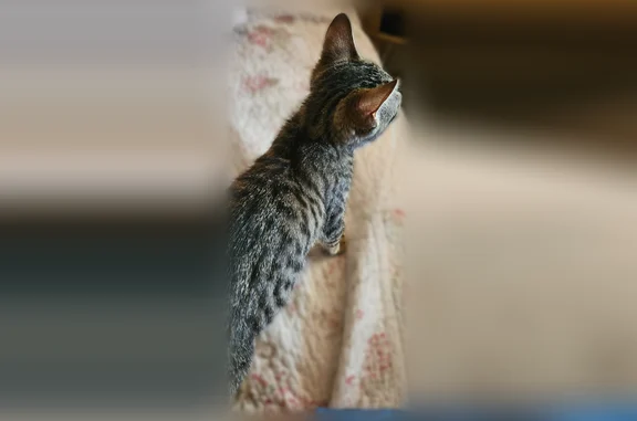Chat trouvé Thuir, photo: Chat trouvé mâle, Rue Pierre Lefranc, 34, Thuir - petit chaton tigré