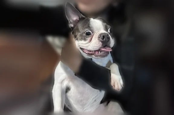 Missing dog Female, Fort Worth (usl540749) - photo