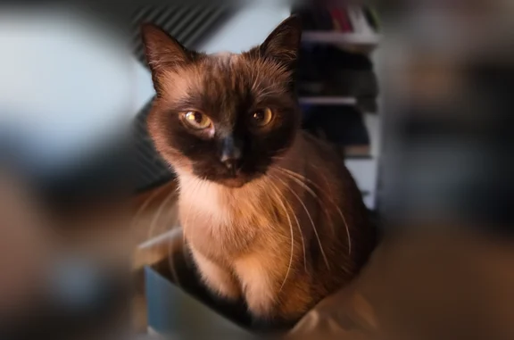 Chat perdu femelle, Rue de Bindernheim, 20, Hilsenheim - siamois, yeux bleus - photo