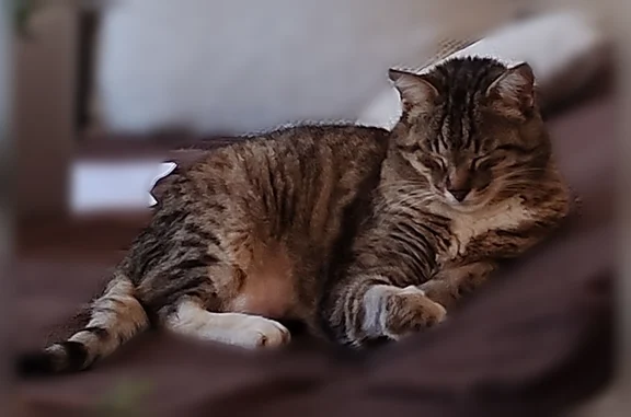 Animaux perdus et trouvés Clermont-Ferrand, photo: Chat perdu mâle, Allée de l'Esplanade, 6, Clermont-Ferrand - 12 ans, queue ne fonctionnant plus