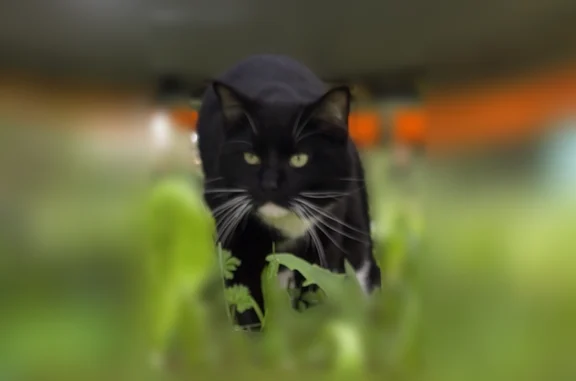 Chat perdu, Belfort, photo: Chat perdu mâle, Boulevard de Lattre de Tassigny, 14, Belfort - yeux verts, collier anti tiques rose