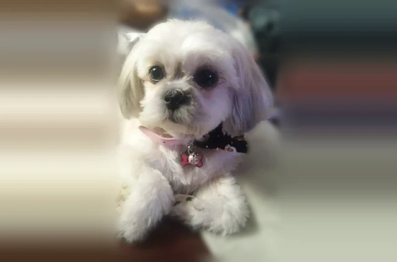 Lost dog, South Paulina Street, 5154, Chicago - female - photo