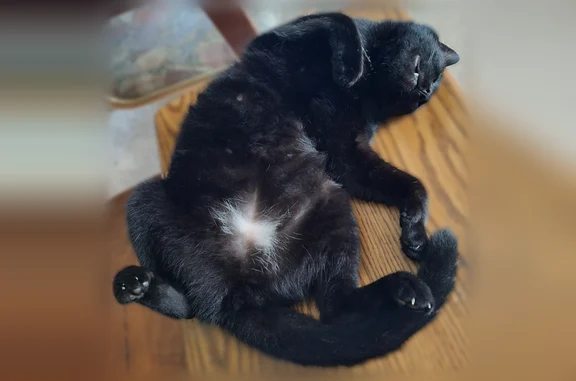 Lost cat, Carvalho Street Southeast, 389, Palm Bay - female, all black with a little white on the belly - photo
