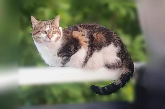 Chat perdu, Annonay, photo: Chat perdu, Rue Victor Hugo, 14, Annonay - femelle tricolore répondant au nom de Clochette