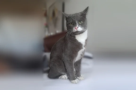 Chat perdu, La Côte-Saint-André, photo: Chat perdu mâle, Rue Centrale, 5, La Côte-Saint-André - gris, yeux verts