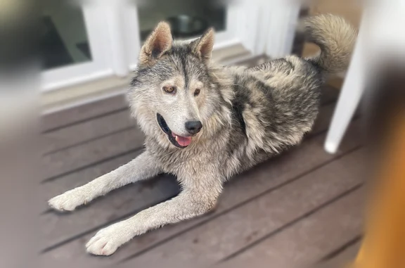 White husky. Still shedding winter coat. Clean teeth. Found in ally.