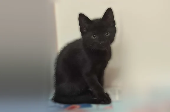 Chaton de 10 semaines totalement noir, on ne le trouve plus depuis la fin d après-midi ce lundi 22 juin