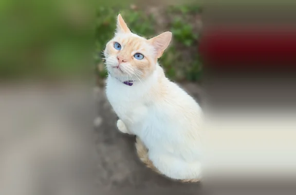 Chat perdu mâle, Rue du Petit Prince, Vigneux-de-Bretagne, Paris - collier violet, craintif - photo