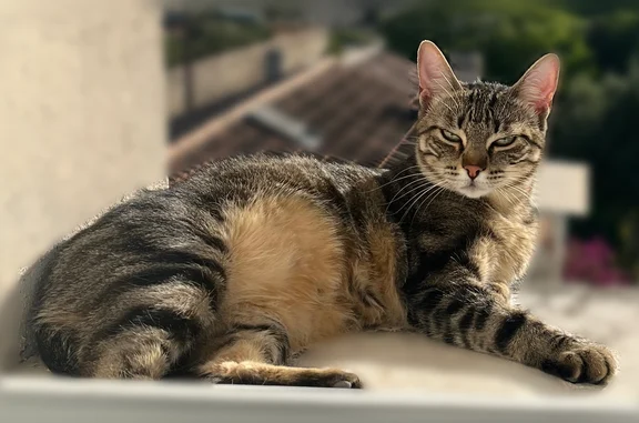 Chat perdu, Saint-Cyr-sur-Mer, photo: Chat perdu, Avenue des Lecques, 28, Saint-Cyr-sur-Mer - femelle