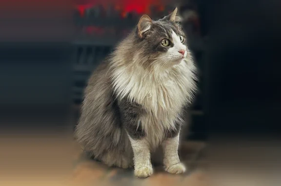 Lost Cat, Siegen Lane, 9945, Baton Rouge, Arlington — male, gray/white long hair - photo