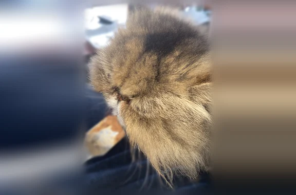 Chat perdu, Rue du Bois Bourlot, Sainte-Geneviève-des-Bois - femelle, très gentille - photo