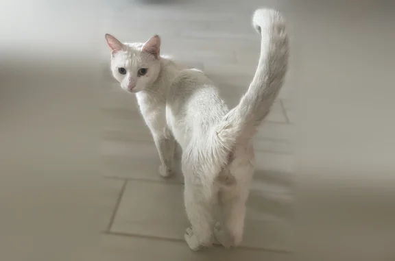 Chat perdu mâle, Rue de Bernaü, Villiers-sur-Marne, Paris — blanc et pucé - photo