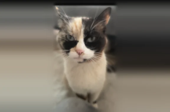 Perdu chat femelle, Rue des Acacias, 15, Amilly — blanche avec taches noires, yeux bleus - photo