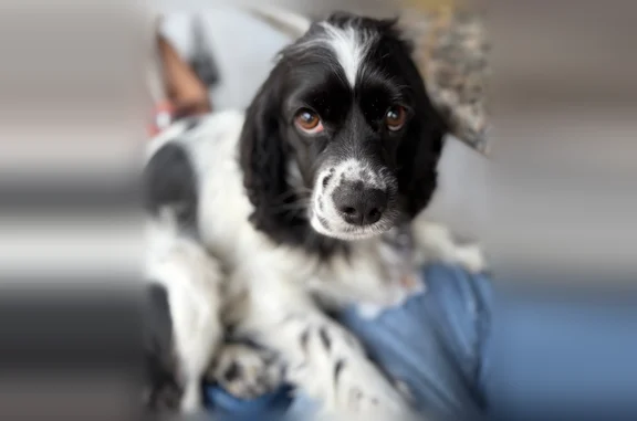 Lost dog, Beville Road, 1200, Daytona Beach, Orlando - female, black and white with black spots - photo