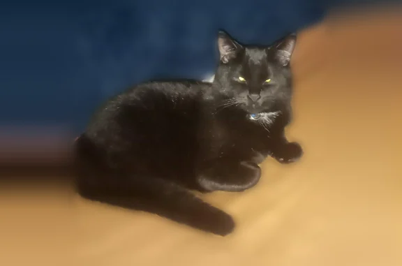 Lost cat, Mc Kinley Street, 200, Georgetown - black with white on chest - photo