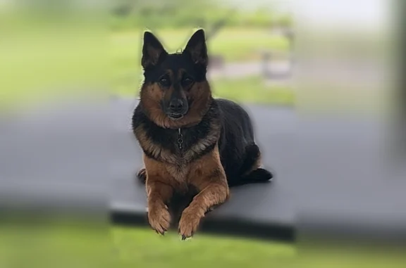 Lost dog, Stillhouse Road, 9119, Liberty - female shepherd, slipped out of collar - photo