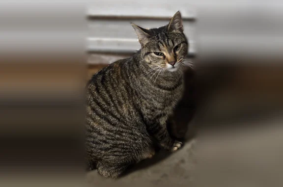 Lost cat, Tomahawk Court, 6461, Coon Rapids — petite tabby with faint orange spots - photo
