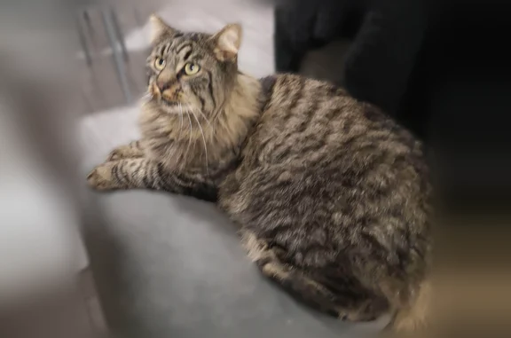 Chat perdu, Paris, photo: Chat perdu mâle, Chemin de Franchemare, 75, Toul, Paris - poils longs, queue en panache