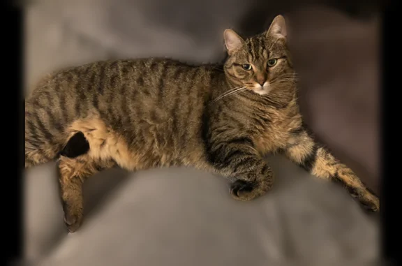 Chat perdu mâle, Rue Michelet, Béthune, Paris - tigré fauve, corpulent - photo