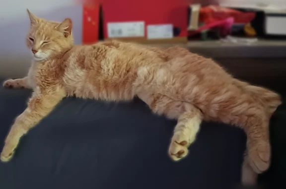 Chat perdu mâle, Rue de la Volue, 2, Château-Gontier-sur-Mayenne, Nantes - roux, très peureux - photo