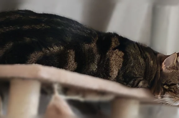 Chat perdu mâle, Boulevard Paul Cotte, 32, Salernes, Paris - noir et marron, yeux verts - photo