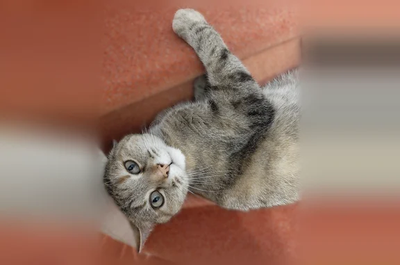 Animaux perdus et trouvés Clermont-Ferrand, photo: Perdu chat femelle, Rue Notre Dame, Lempdes, Clermont-Ferrand - petite taille, répond à Mimi ou Minette