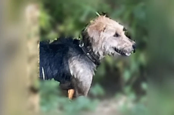 Chien trouvé Castanet-Tolosan, photo: Chien trouvé, Rue Jean Gironis, 25, Castanet-Tolosan - chien actif, impossible à approcher