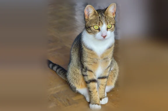 Chat perdu mâle, Allée de Bellevue, Orly - castré, peut-être blessé - photo