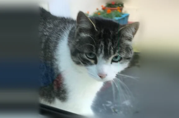 Chat perdu, Route de la Pyramide, 138, Les Ponts-de-Cé - mâle tigré gris et blanc - photo