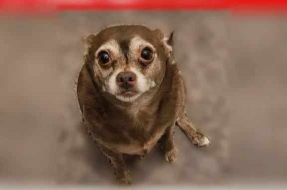 Lost dog, America Avenue, 364, Sunnyvale - female, brown - photo