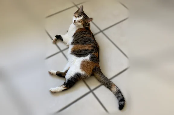 Chat perdu, Rue du Châtaignier, 30, Saint-Laurent-sur-Sèvre - femelle - photo