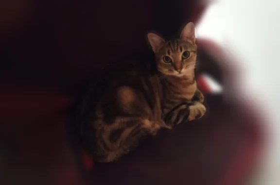 Perdu chat, Rue des Alisiers, 43, Tourville-sur-Odon — chatte tigrée et svelte - photo