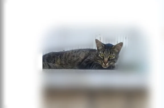 Chat trouvé Soyaux, photo: Trouvé chat femelle, Soyaux — chat européen gris noir, longue queue