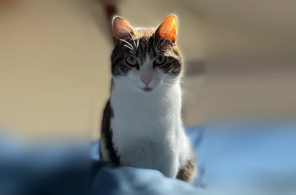 Chat perdu, Quai de l'Ouest, 56, Lille - mâle très craintif - photo