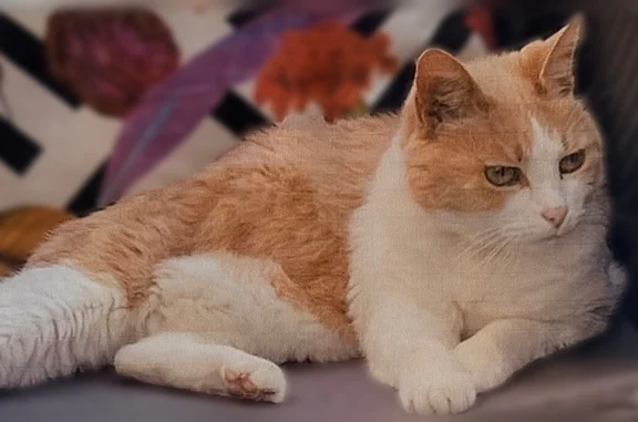 Chatte de 12 ans de couleur fauve et blanche. Elle a disparu depuis hier matin. Elle porte un collier en cuir.