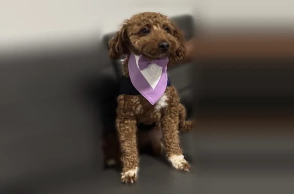 Lost dog, Mission Creek Court, 2240, Cambridge - male Mini Doodle with white chest - photo